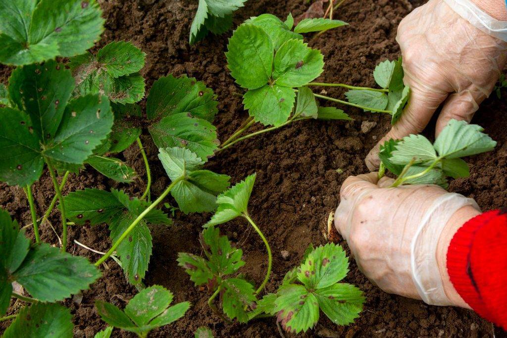 Как правильно посадить хрен в открытый грунт: посадка черенками и семенами