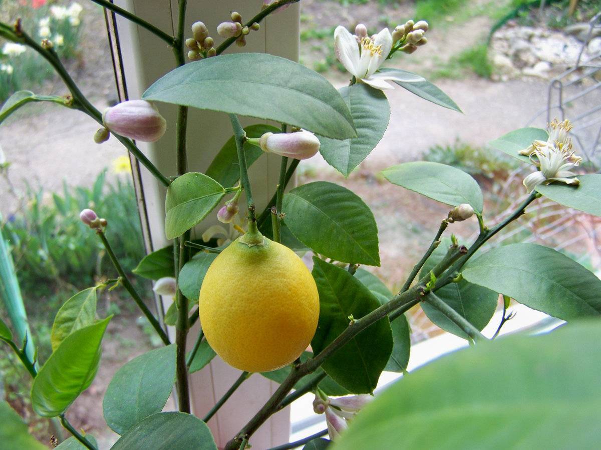 Комнатный лимон: особенности выращивания, описание с фото, стимуляция цветения и плодоношения