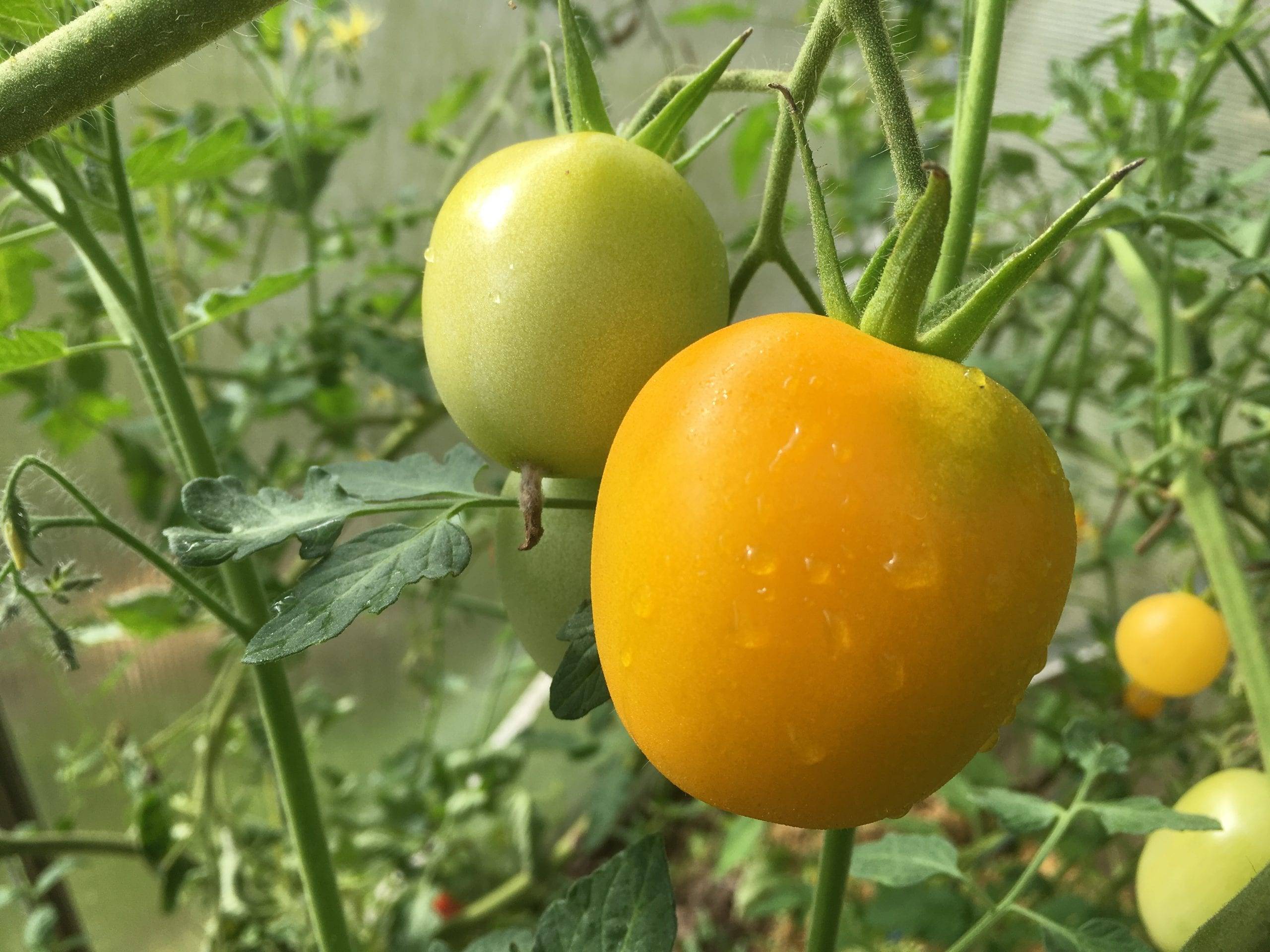Урожайные сорта помидор для донбасса с фото и описанием