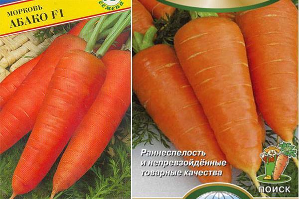 Морковь абако f1: перспективный голландский сорт. морковь абако: особенности, выращивание, уход, отзывы