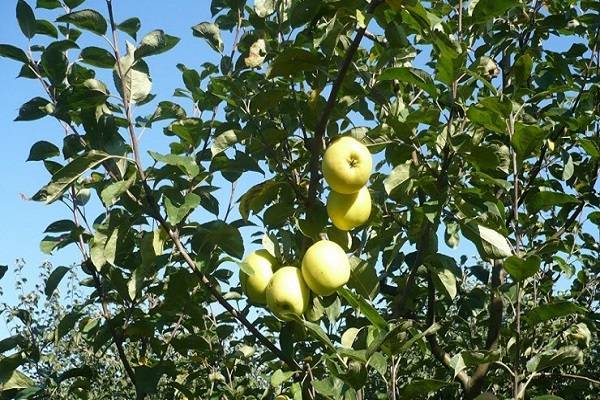 Яблоня славянка: описание сорта, посадка и уход, фото, отзывы