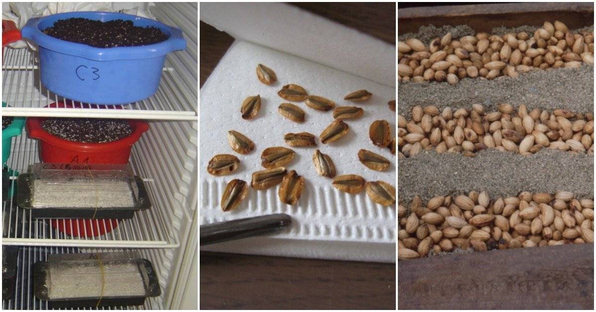 Стратификация семян в домашних условиях: виды и способы