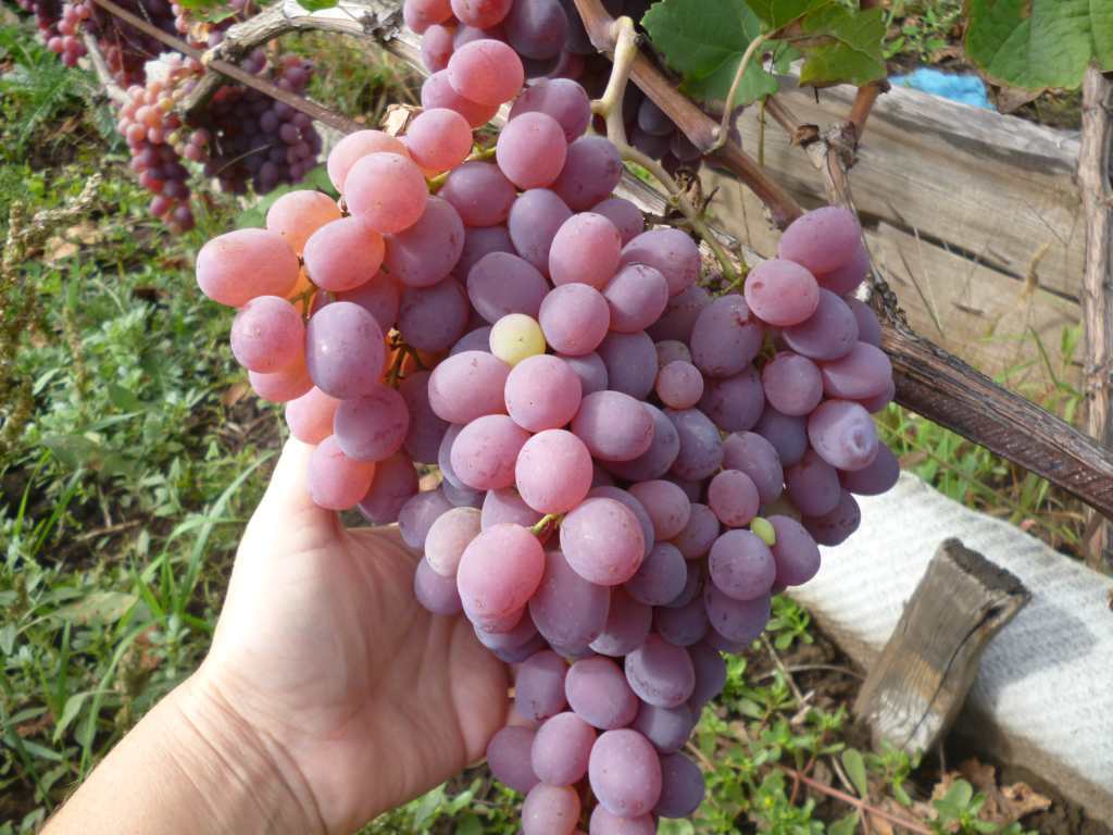 Виноград тайфи: описание, где растет белый и розовый сорт