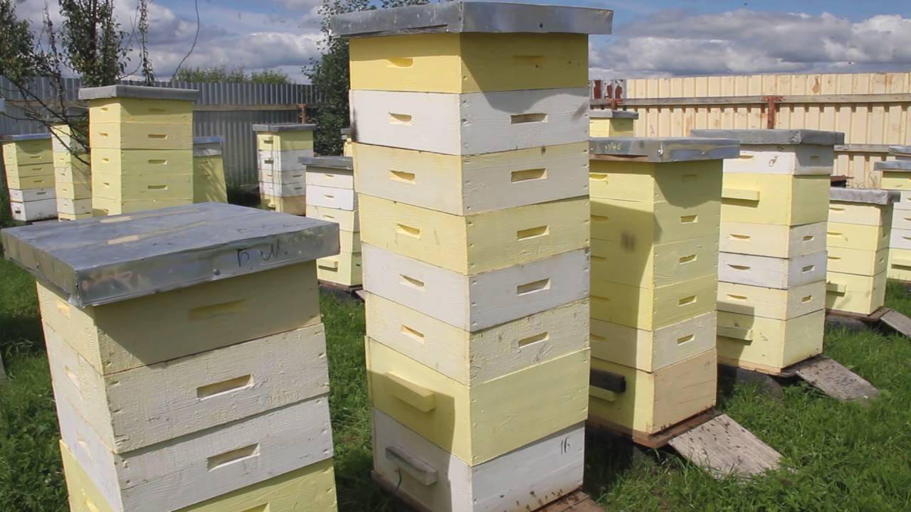 Обзор мирового пчеловодства: развитие отрасли в разных странах мира
обзор мирового пчеловодства: развитие отрасли в разных странах мира