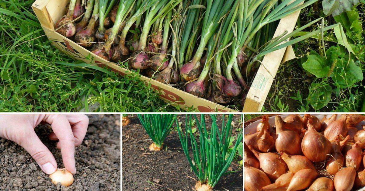 Как вырастить крупные луковицы репчатого лука? секреты и советы. фото — ботаничка.ru