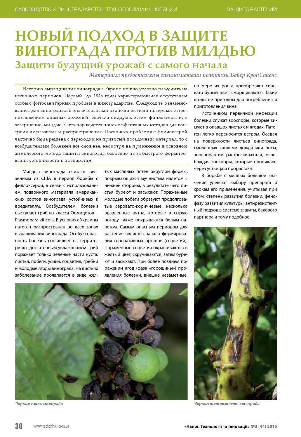 Филлоксера виноградная. описание листовой и корневой формы