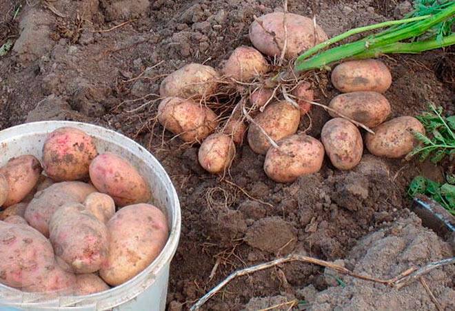 Картофель аврора: описание сорта, как хранится, фото