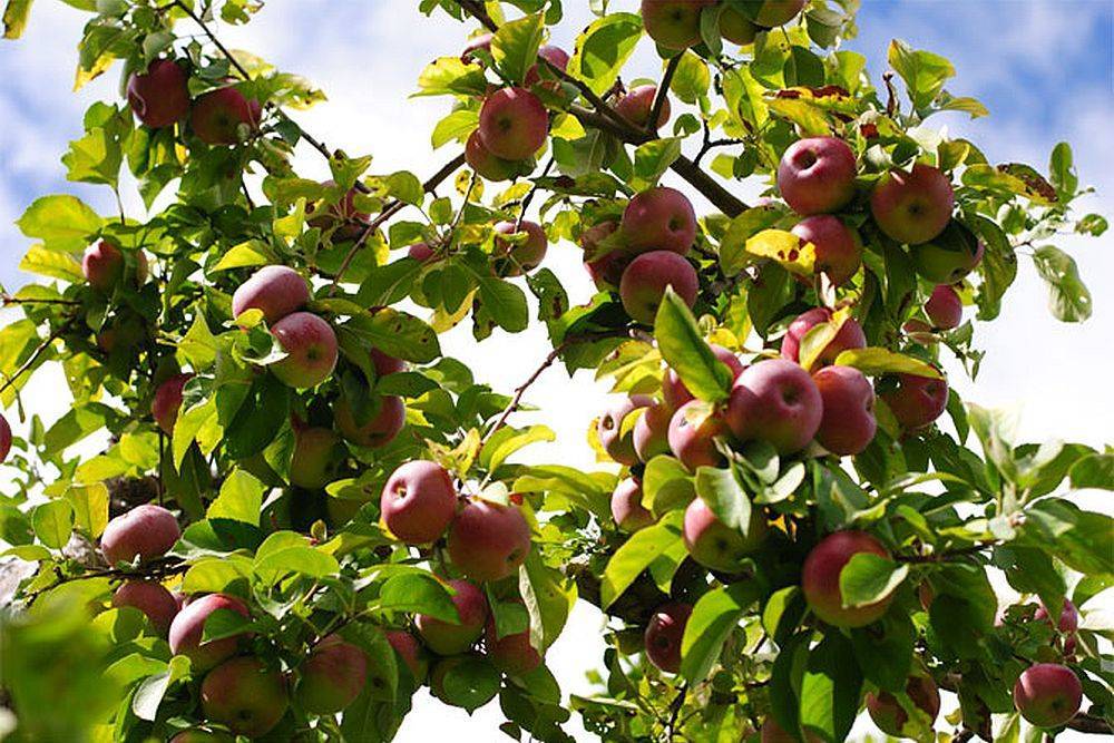 Яблоня лобо – сладкий сорт без особых хлопот