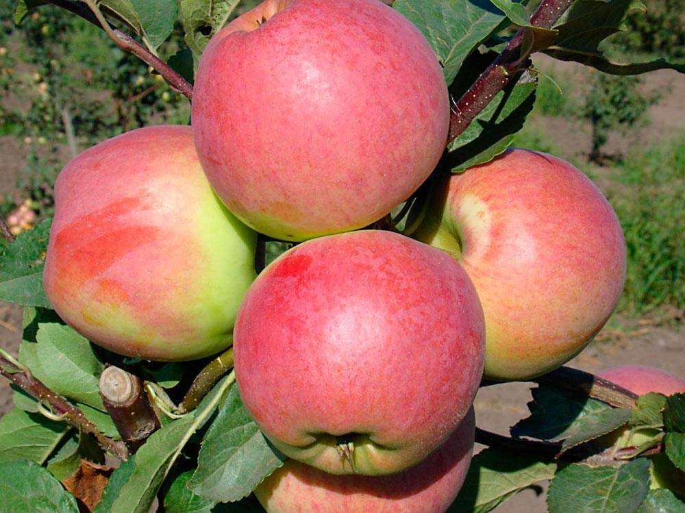 Яблоня услада: описание и характеристики сорта, выращивание и уход, фото