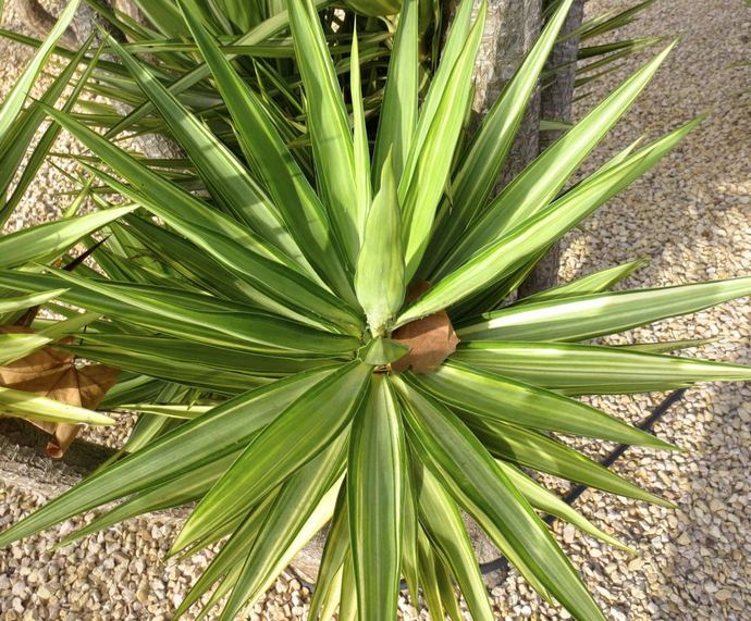 Yucca ELEPHANTIPES Юкка слоновая