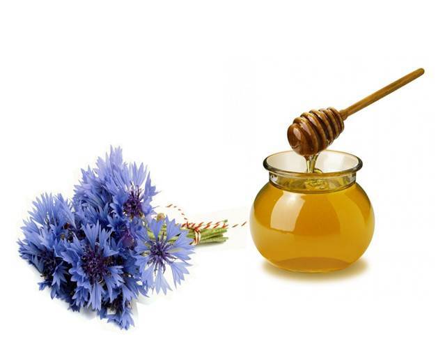 Синяковый мед: полезные свойства и противопоказания, характеристика
