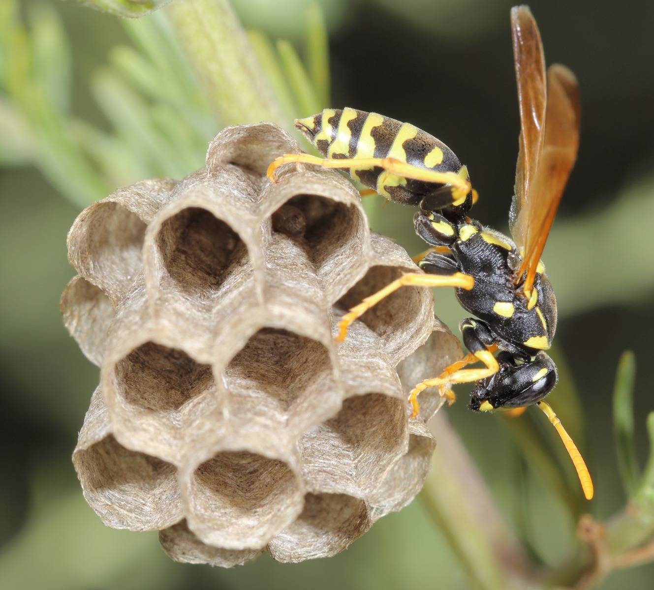Осиный мед и его особенности. собирают ли осы мед?