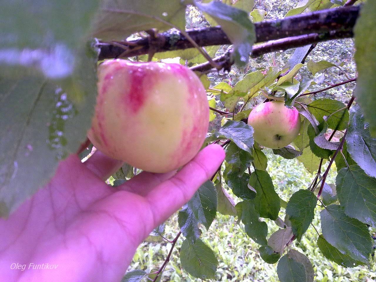 Сорта яблонь с плодоношением каждый год
