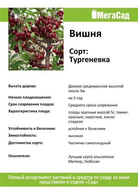 Сорт вишни тургеневка: фото, отзывы, описание, характеристики.