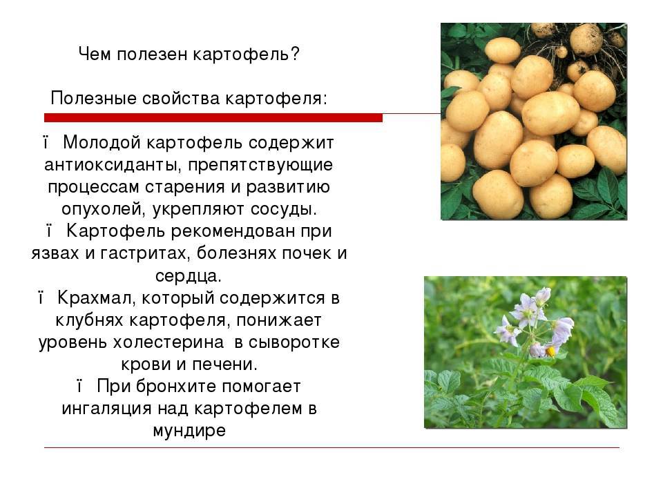 Польза и вред картофеля для организма и здоровья человека