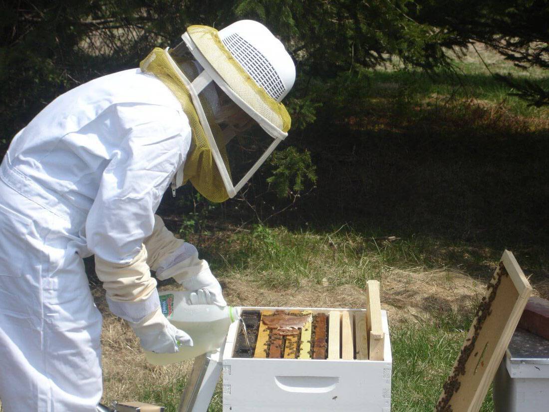 Как ухаживать за пчёлами
