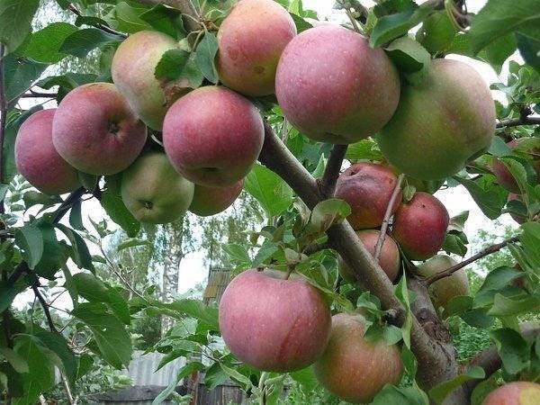 Когда яблони начинают плодоносить. на, какой год начинает плодоносить яблоня после посадки саженцев | дачная жизнь