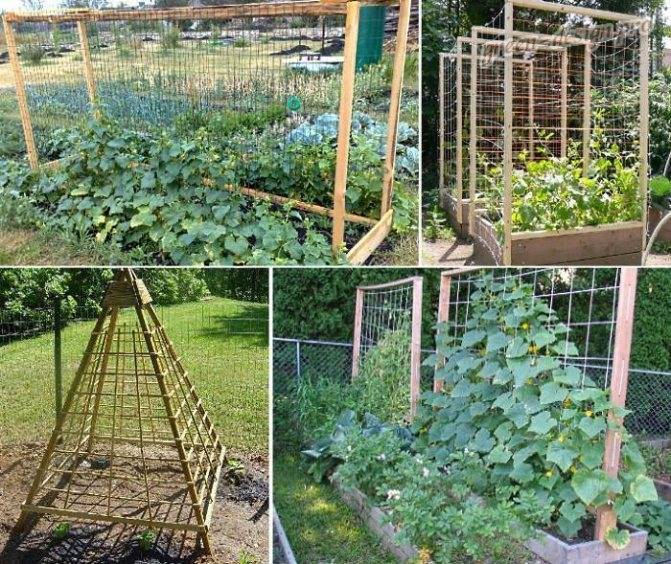 Как подвязывать огурцы: фото, видео, шпалеры для огурцов своими руками