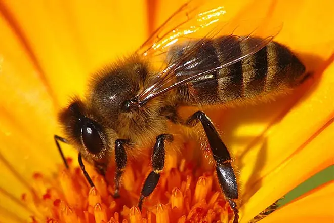 Создать оптимальные условия проживания для породы пчел украинская степная может даже любитель