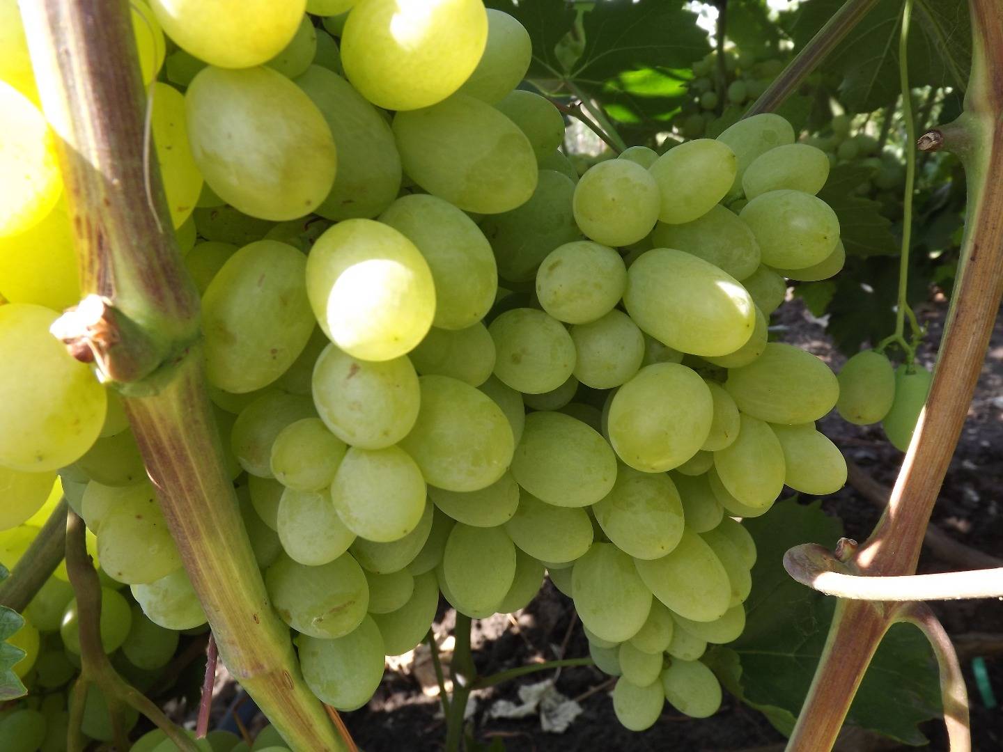 Девичий пятилисточковый виноград: описание, сорта, посадка и уход