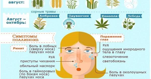 Пыльцевая аллергия - причины, симптомы, лечение - институт здоровья