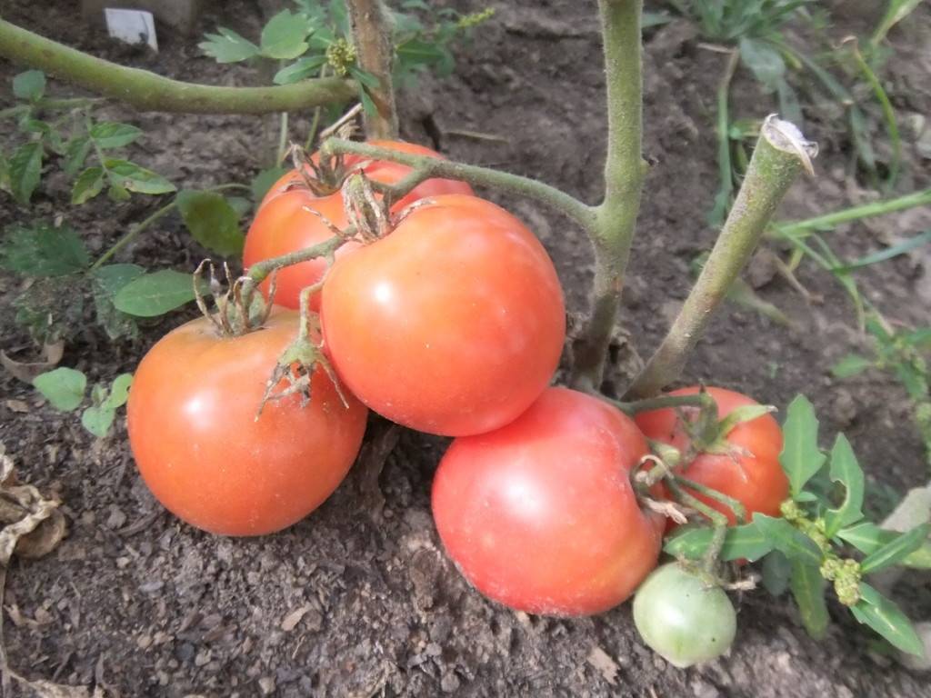 Сорт томата «обские купола»: фото, отзывы, описание, характеристика, урожайность.
