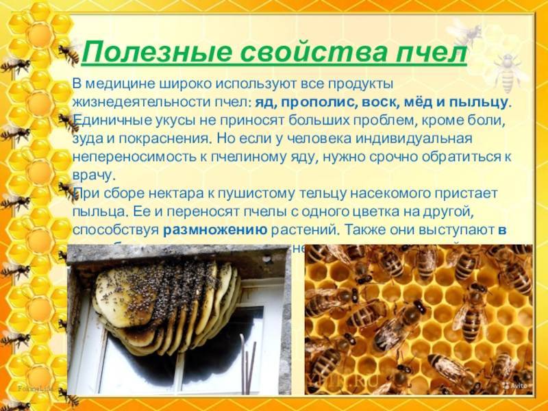 Биология пчелиной семьи | пчеловодство выходного дня