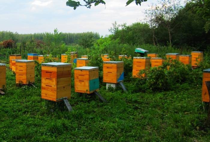 Разведение пчел с целью получения прибыли. план действий