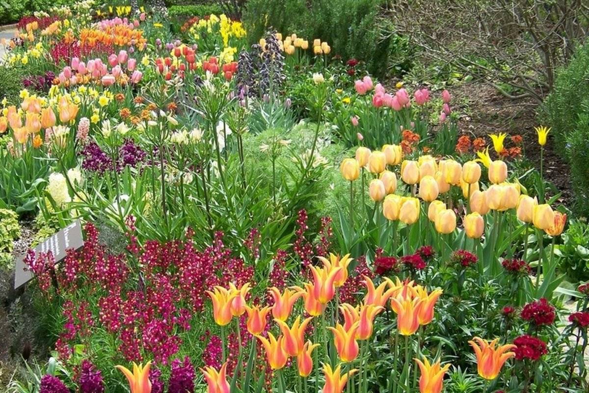 Какие цветы посадить вместе с тюльпанами, чтобы цвело позже. что посадить вместе с тюльпанами