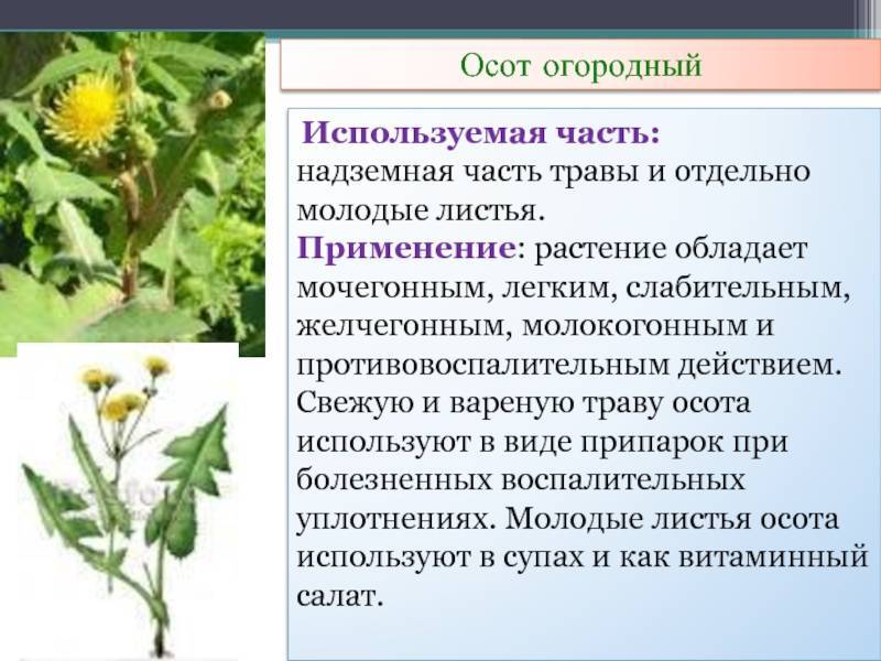 Осот огородный: полезные свойства для лечения и вред, противопоказания