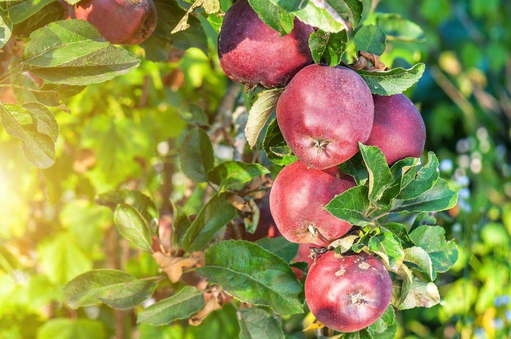Яблоня ред делишес: описание плодов и достоинства