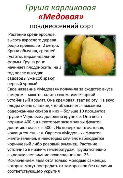 Сорта груш для средней полосы россии самоплодные, сочные, ароматные