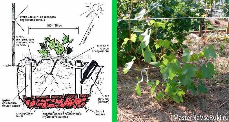Посадка винограда весной: подробная инструкция для новичков