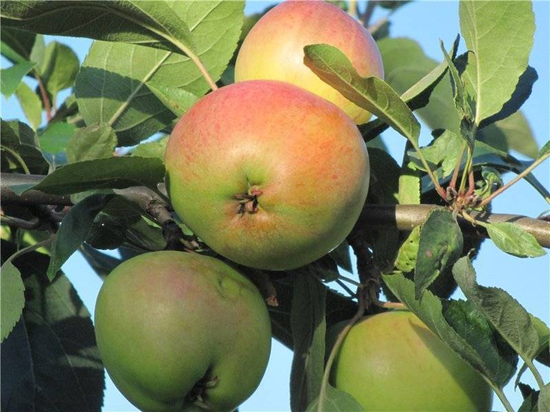 Характеристика яблони юбиляр - медоносы | описание, советы, отзывы, фото и видео