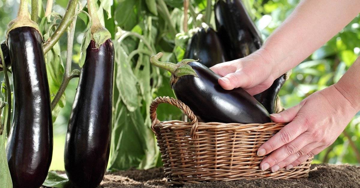 Как выращивать баклажаны: секреты по правильному уходу для получения большого урожая
