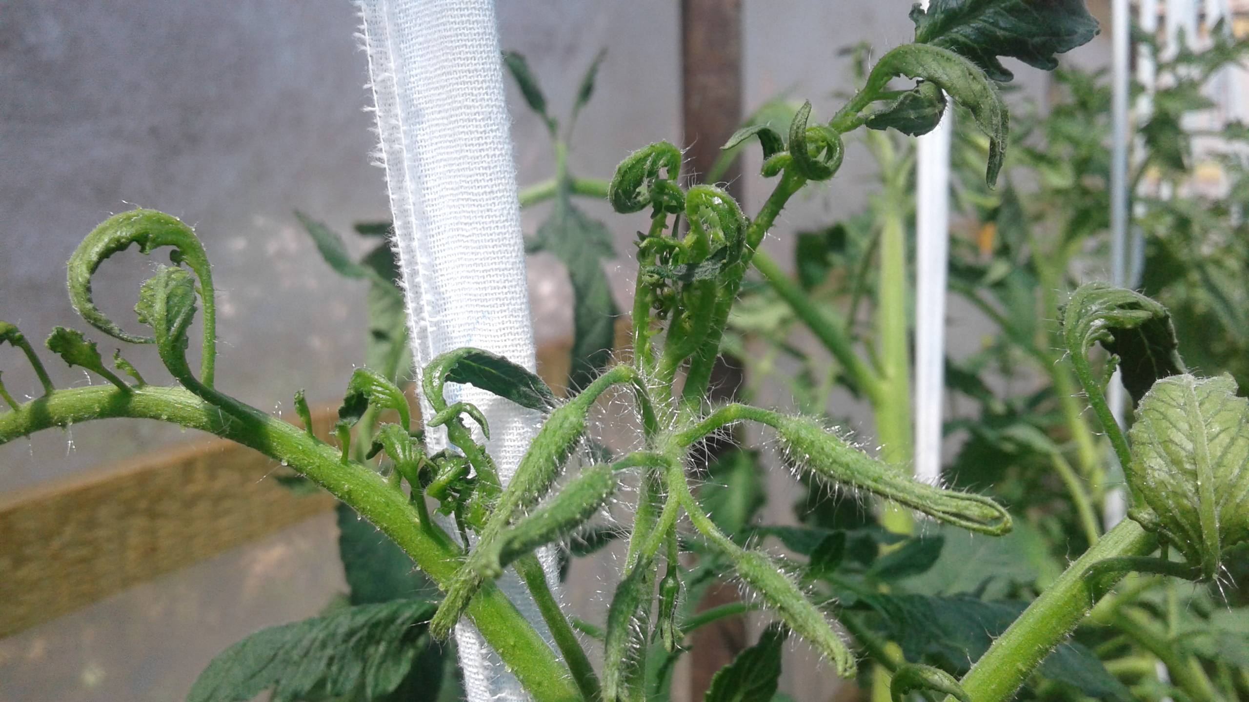 Скручиваются листья у помидоров: что делать и как помочь растениям