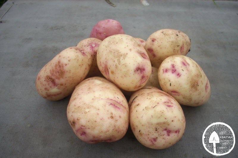 Картофель аврора: характеристика и описание сорта, фото, норма высева семенной картошки, выращивание и уход