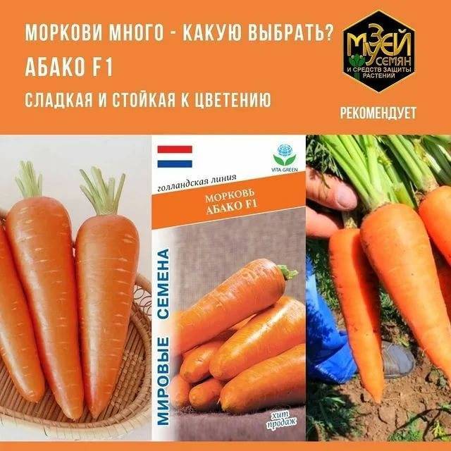 Морковь абако: описание и характеристика