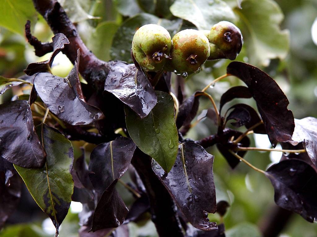 Почему чернеют листья на груше: болезни, вредители, питание