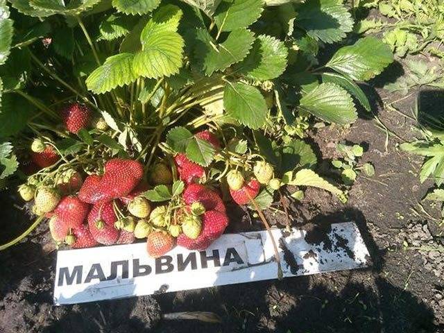 Клубника мальвина: описание и характеристика сорта, фото, отзывы