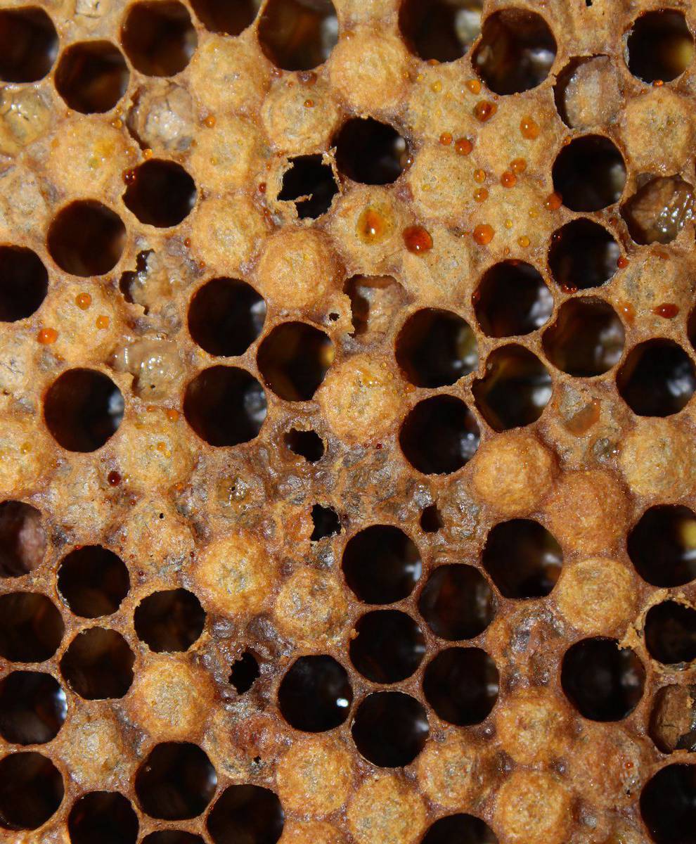 Мешотчатый расплод пчел: возбудитель и характерные признаки, чем лечить