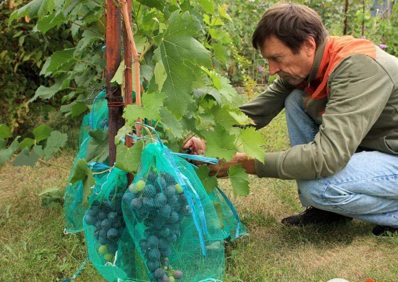 Создание мешочка от ос для защиты винограда. мешочки от ос для винограда
