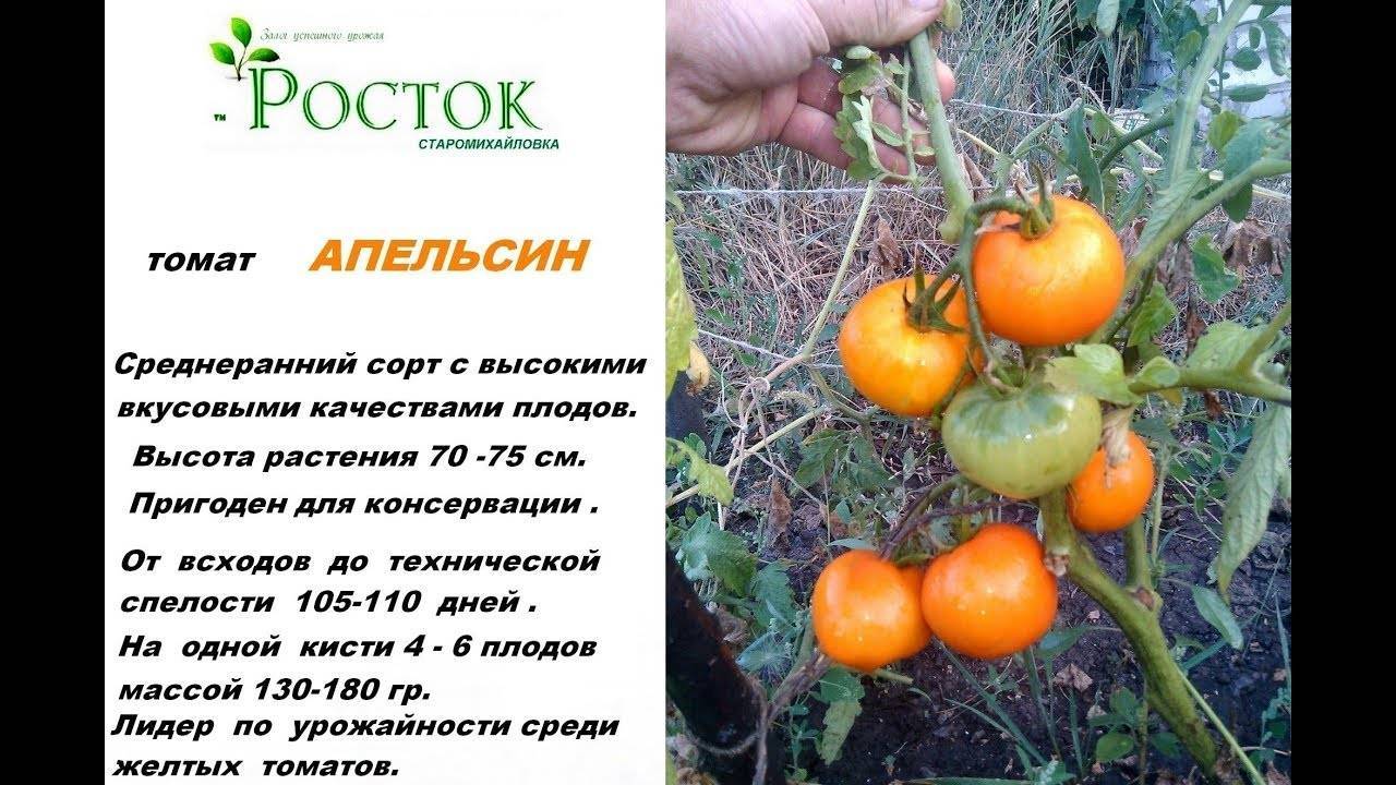 Томат апельсин: описание сорта, выращивание, фото