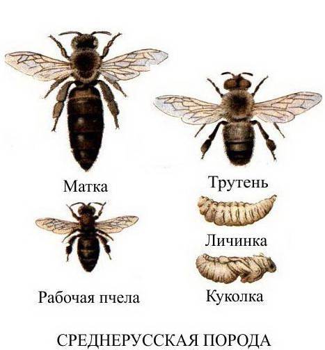 Породы пчел: описание с фото, характеристики, советы по выбору