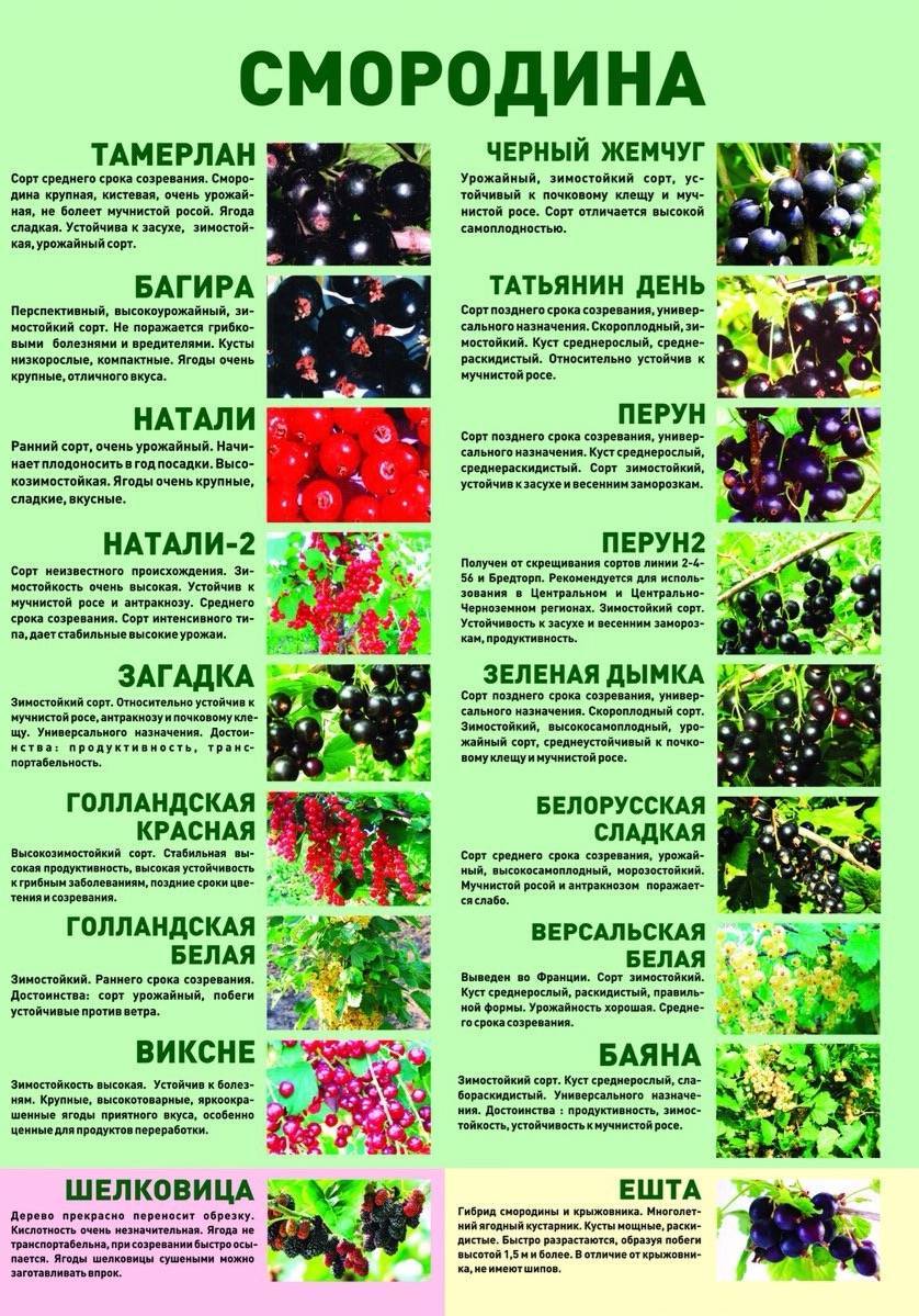 Особенности выращивания 19 лучших сортов смородины на урале