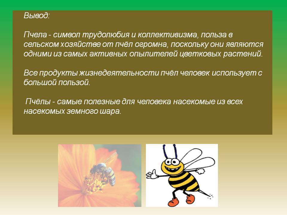 Польза и вред от ос – как поддержать добрососедские отношения между человеком и насекомыми. для чего нужны осы в природе