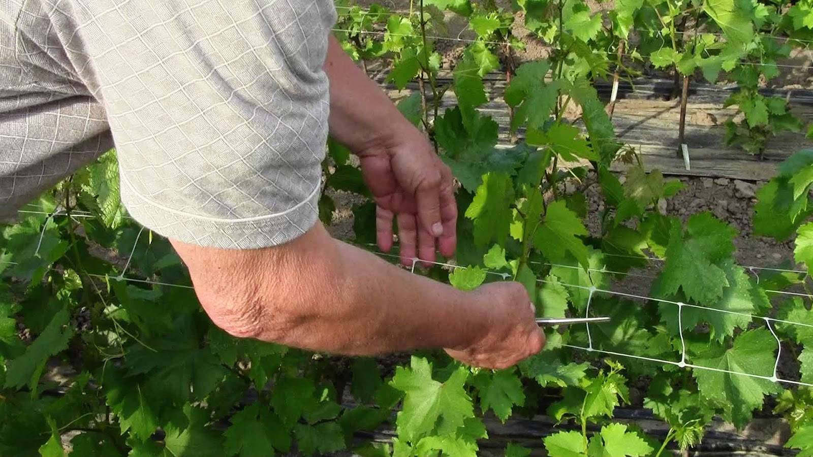 Виноград плохо растет: что делать, причины, чего не хватает, способы решения проблемы