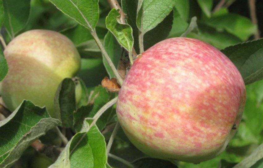 Яблоня конфетное: описание и характеристики сорта, выращивание и уход с фото