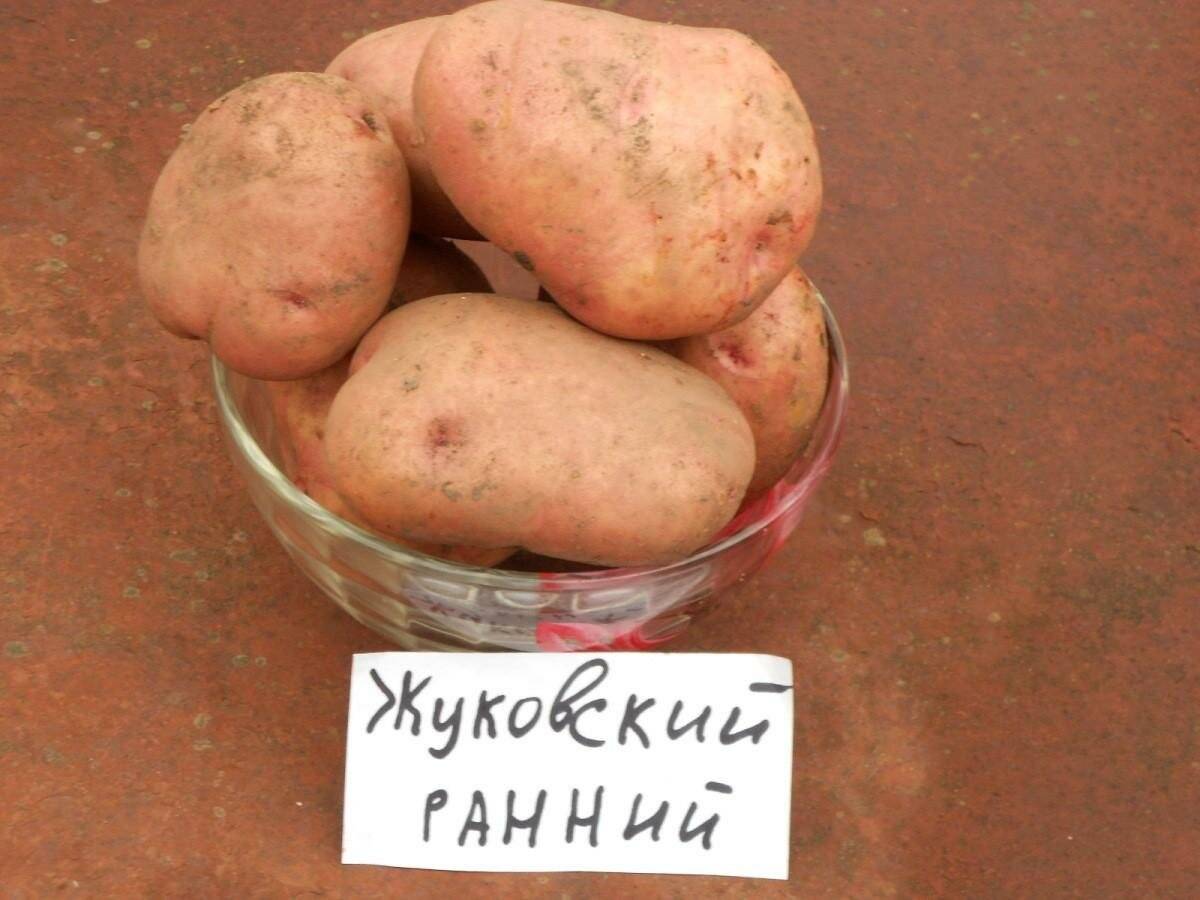 Картофель жуковский - лучший ранний сорт для подсобного хозяйства