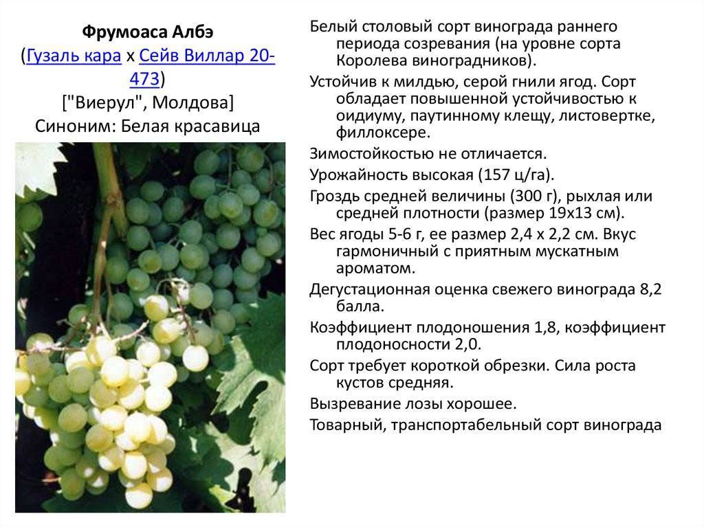 Мерло – сайт о винограде и вине
